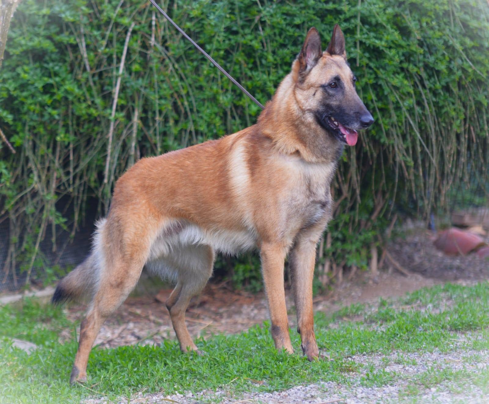 CAE1 superato per VIVO DA RE dei Baci di Dama