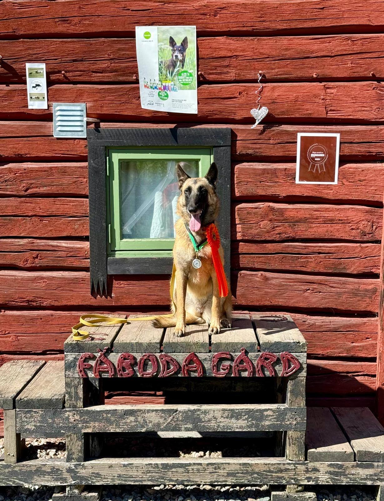 GRAZIE STEVE, T’AYKO E VA BENE!