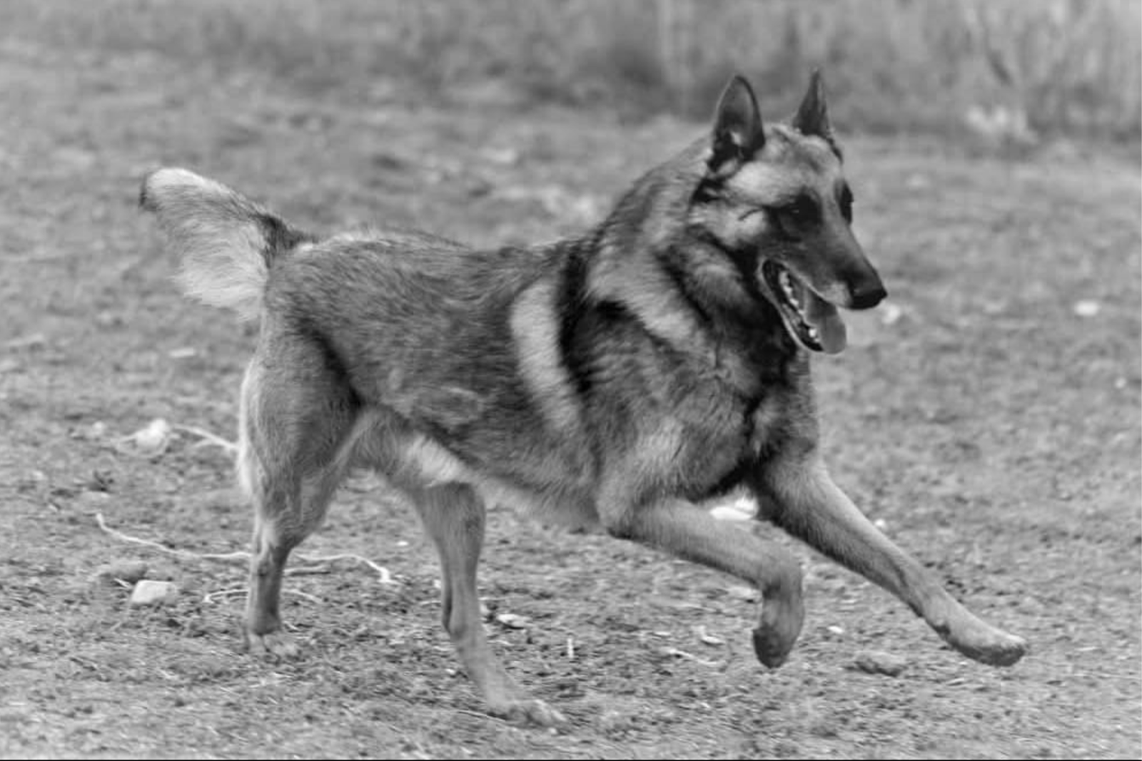 Progetto senza titolo (2)