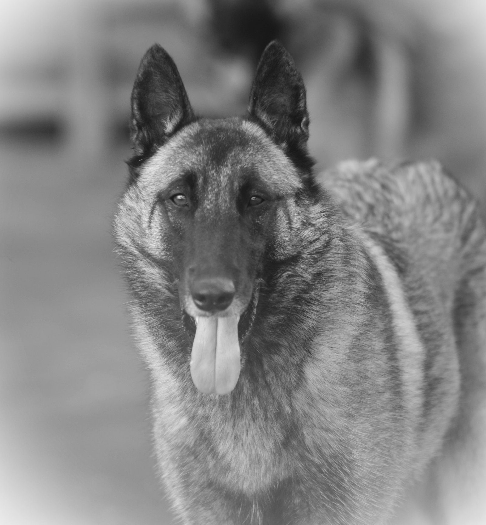 RISULTATI EXPO: IDS MONDOVI’ (CN) 29.08.2025