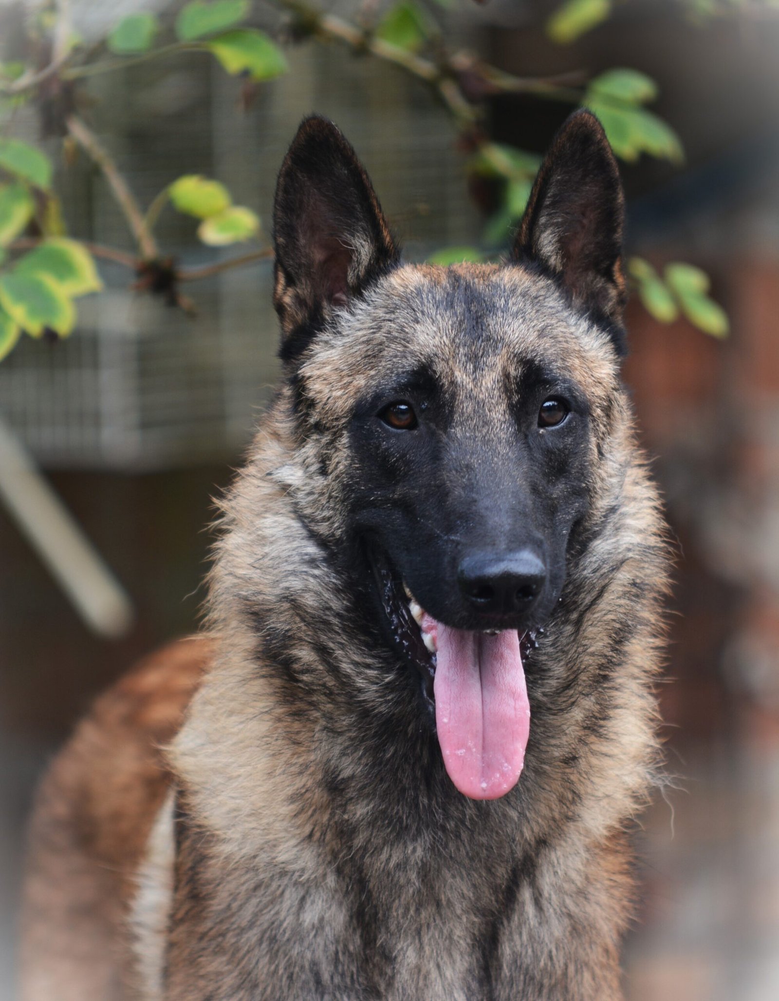 VADIM DU DOMAINE DE VAUROUX: Risultati ufficiali RX