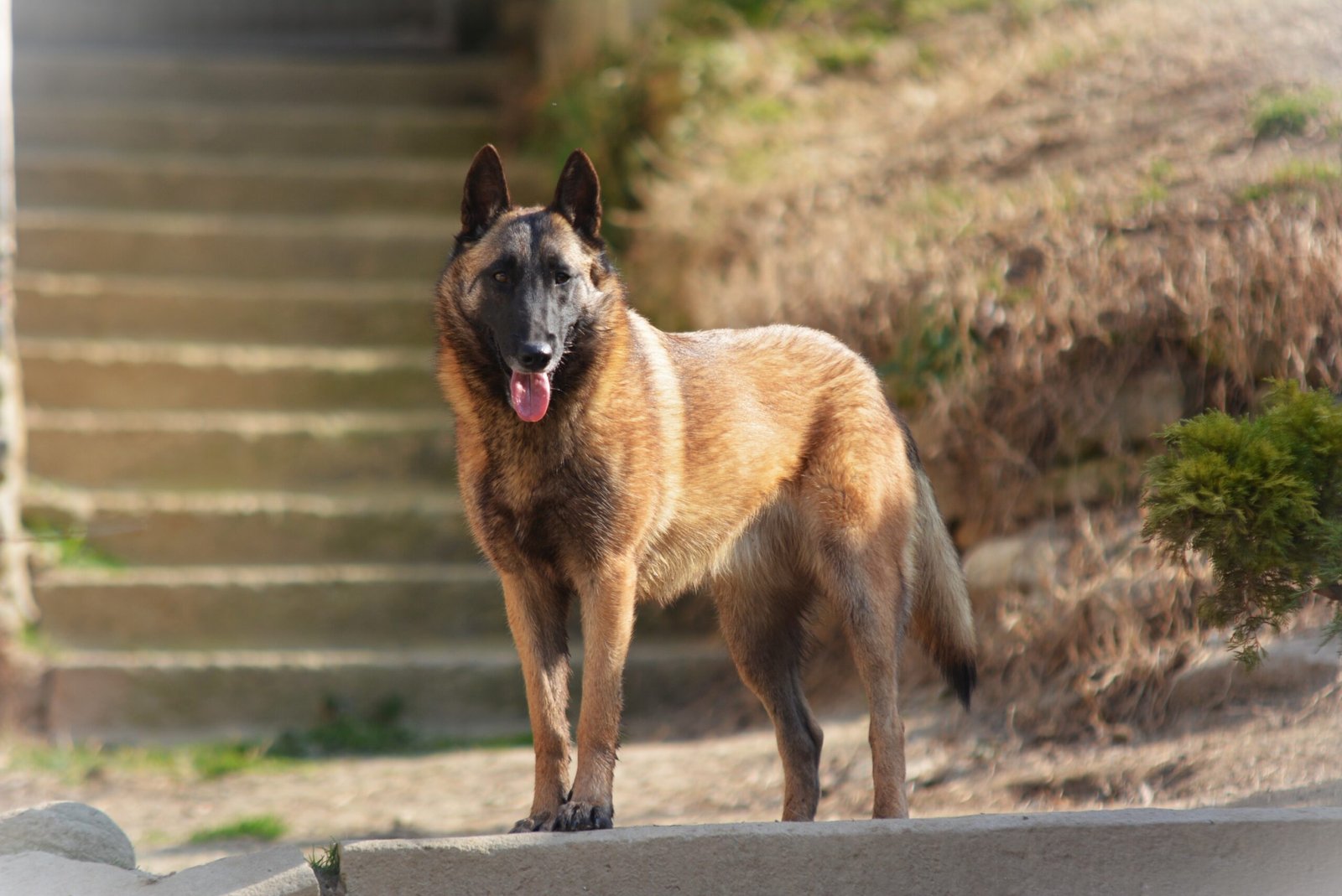 RISULTATI EXPO: NDS FINALE LIGURE (SV) 20.09.2025