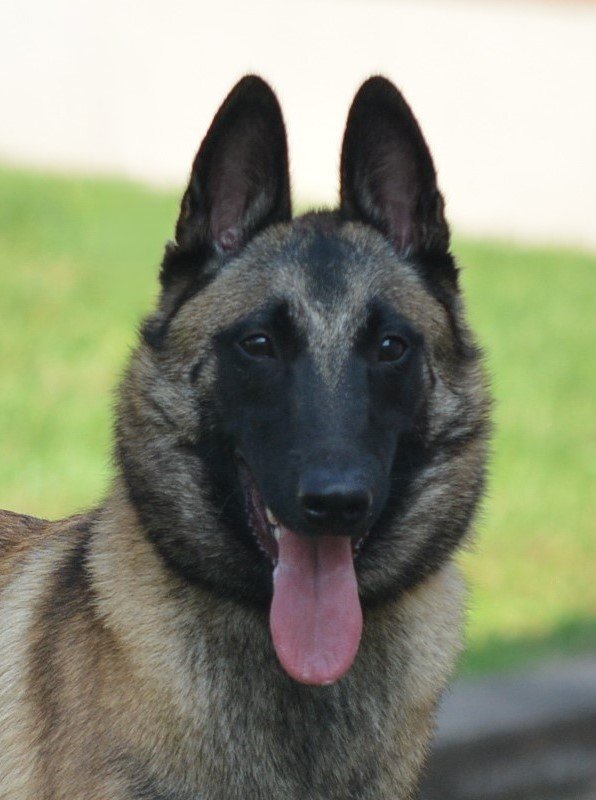 TABULA RASA DEI BACI DI DAMA: Risultati ufficiali RX