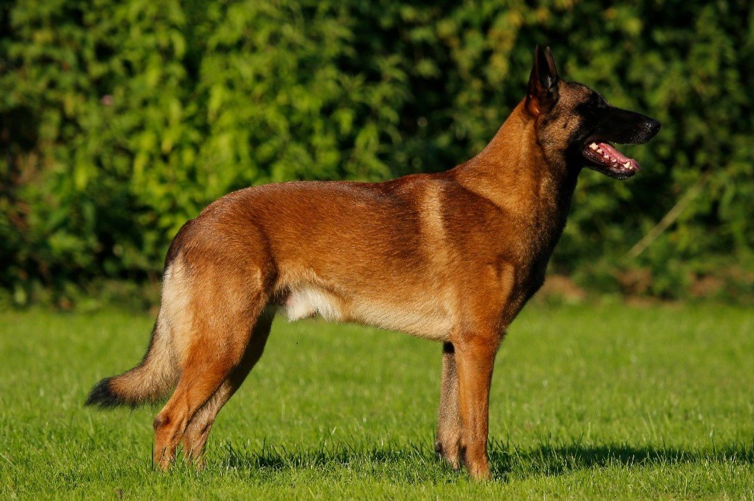 RISULTATI EXPO ESTERO: DKBS ClubShow