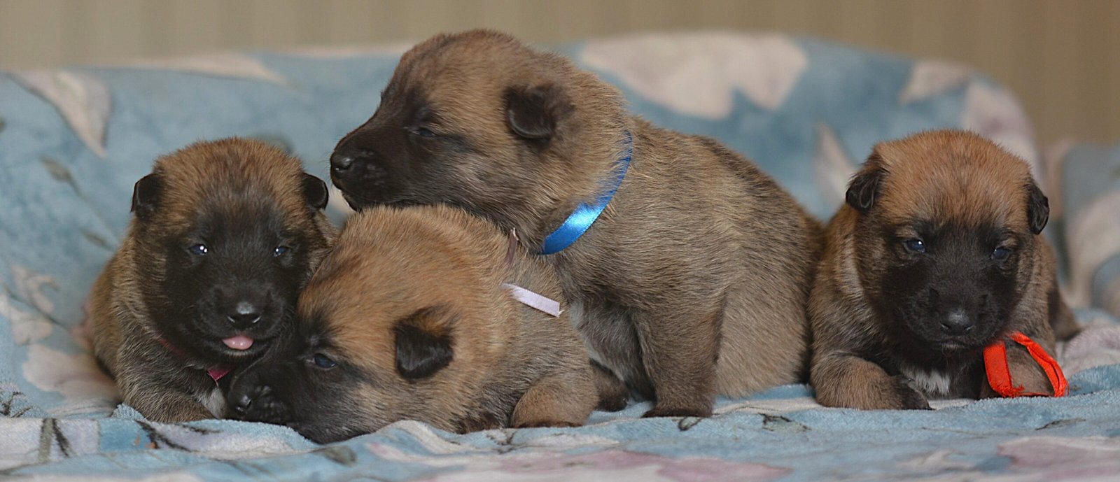 Aggiornata la pagina “Cuccioli”